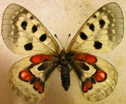 Parnassius apollo wiskotii (gotland aberration) (Internet Image property of respective owner, non-commercial use only)
